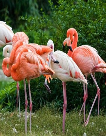 flamingos image